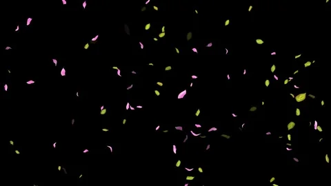 Loop Spring background, Leaves, Petals Falling on Black, white, blue Background Stock Footage 277774836