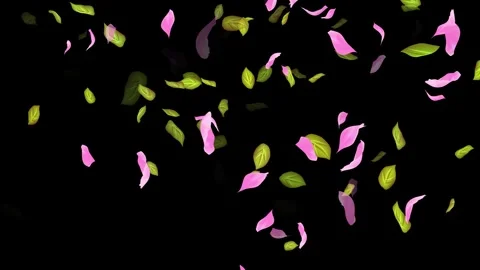 Loop Spring background, Leaves, Petals Falling on Black, white, blue Background Stock Footage 277775147