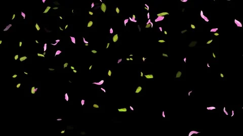 Loop Spring background, Leaves, Petals Falling on Black, white, blue Background Stock Footage 277775192