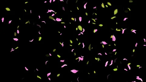 Loop Spring background, Leaves, Petals Falling on Black, white, blue Background Stock Footage 277775232