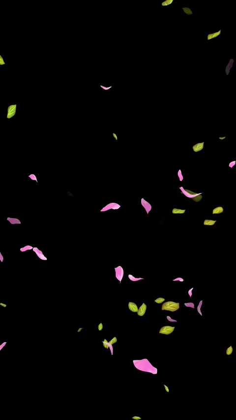Loop Spring background, Leaves, Petals Falling on Black, white, blue Background Stock Footage 277776012