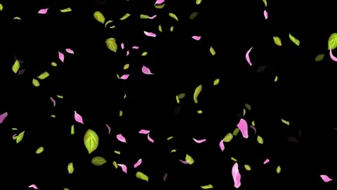 Loop Spring background, Leaves, Petals Falling on Black, white, blue Background Stock Footage 277789849
