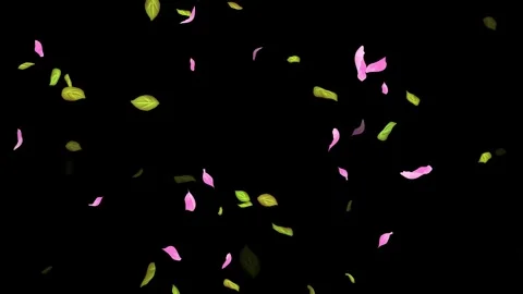Loop Spring background, Leaves, Petals Falling on Black, white, blue Background Stock Footage 277789858