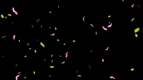 Loop Spring background, Leaves, Petals Falling on Black, white, blue Background Stock Footage 277789946