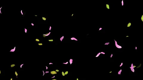 Loop Spring background, Leaves, Petals Falling on Black, white, blue Background Stock Footage 277789954
