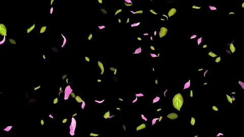 Loop Spring background, Leaves, Petals Falling on Black, white, blue Background Stock Footage 277790047