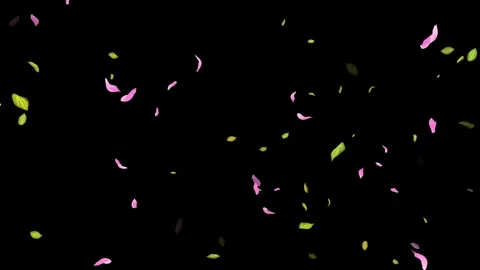 Loop Spring background, Leaves, Petals Falling on Black, white, blue Background Stock Footage 277790086