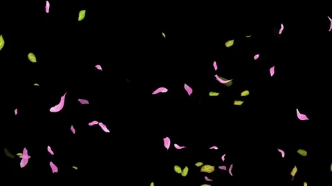 Loop Spring background, Leaves, Petals Falling on Black, white, blue Background Stock Footage 277790099