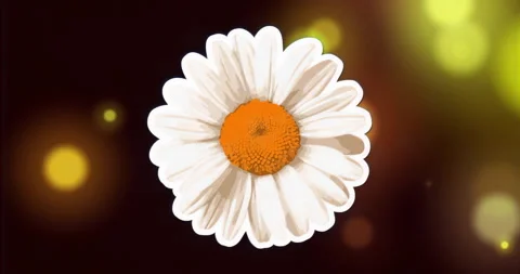 On loop start stylized daisy causing pulsing petals and shifting bokeh lights Stock Footage 316096424
