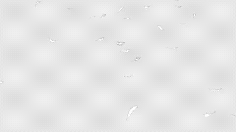 A loop video with a transparent background showing white feathers fluttering dow Stock Footage 343383389