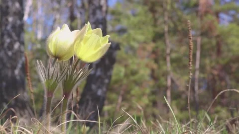 Loop video - Yellow spring pasque flower (Pulsatilla orientali-sibirica) sway Stock Footage 209131566