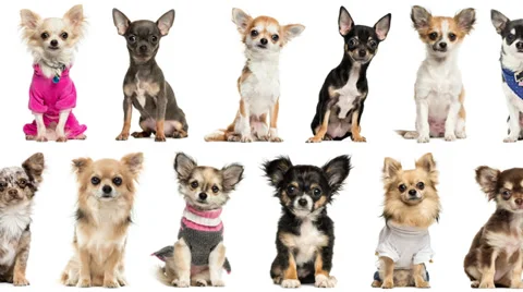 Loopable animation of chihuahuas pictures scrolling Stock Footage 30434593