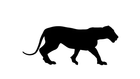 Loopable animation of a walking lion Stock Footage 254596670