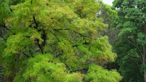 Loopable Autumn Trees Swaying in Rain with Vibrant Fall Colours Stock Footage 330730243