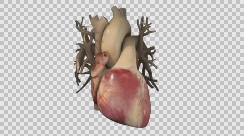 Loopable beating heart, anterior view Stock-Footage 64823332