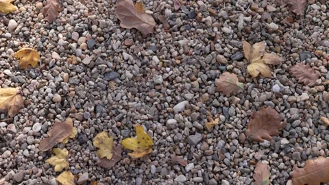 Loopable Beige Gravel Background with Autumn Leaves Stock Footage 321458249