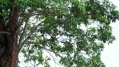 Loopable Close Up of Eucalyptus Leaves Swaying in Rain Stock Footage 330729326