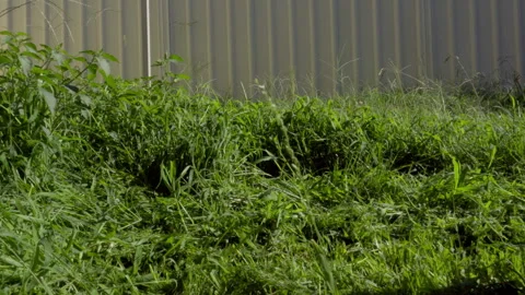 Loopable Close-Up Side View of Lawn Mower Cutting Dense Grass Stock Footage 329909769