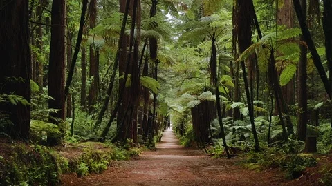 Loopable footage taken outside of Rotarua in New Zealand of a rainforest Stock Footage 101151614