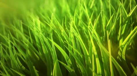 Loopable grass closeup animation. Video stock 21542303