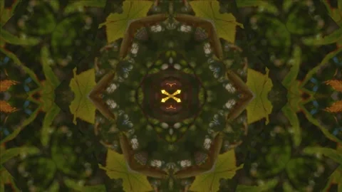 Loopable Kaleidoscope (59.97 fps) of forest and golden leaf in sunlight. Can be Stock-Footage 223059623