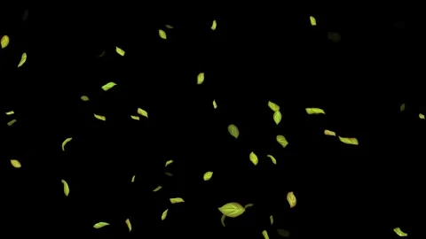 Loopable Leaves Animation on Black Background, White Background, Blue Background Stock Footage 277774590