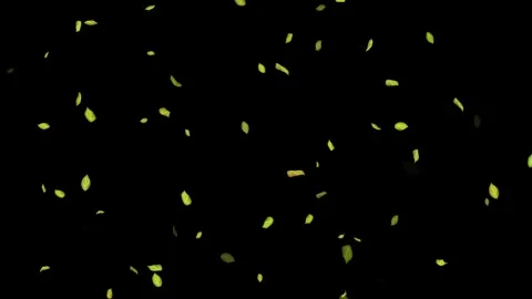 Loopable Leaves Animation on Black Background, White Background, Blue Background Stock Footage 277774637