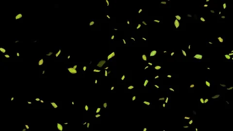 Loopable Leaves Animation on Black Background, White Background, Blue Background Stock Footage 277774873