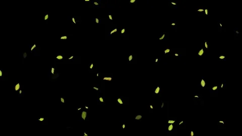 Loopable Leaves Animation on Black Background, White Background, Blue Background Stock Footage 277774981
