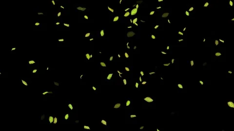 Loopable Leaves Animation on Black Background, White Background, Blue Background Stock Footage 277775323