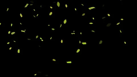 Loopable Leaves Animation on Black Background, White Background, Blue Background Stock Footage 277775388