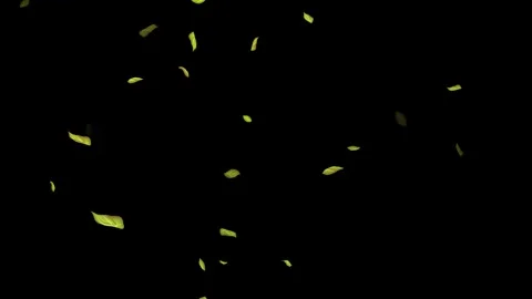 Loopable Leaves Animation on Black Background, White Background, Blue Background Stock Footage 277789998