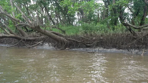 Loopable Low Tide Muddy River Bank with Reeds Stock Footage 314926088