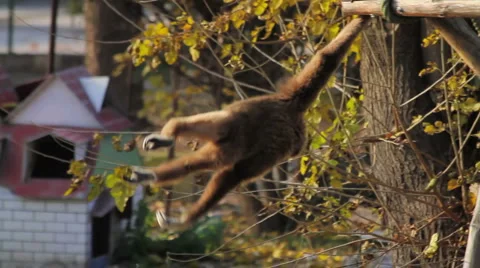 Loopable Monkey Stunt Stock Footage