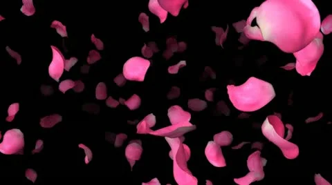 Loopable passing roses towards camera Stock Footage 22010193