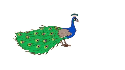 Loopable Peacock Bird Pecking Food on White Background, 2D Bird Eating Animation Stock Footage 325335320