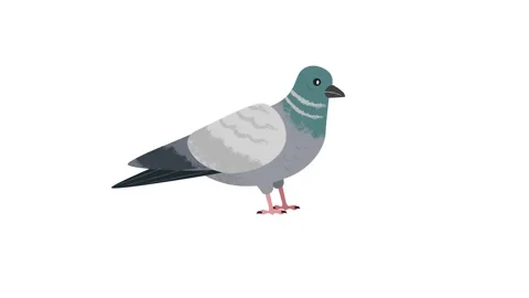 Loopable Pigeon Bird Pecking Food on White Background, 2D Bird Eating Animation Stock Footage 325335322