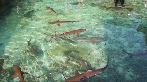 Loopable Shark Footage in Karimunjawa Reef Видео 310986483