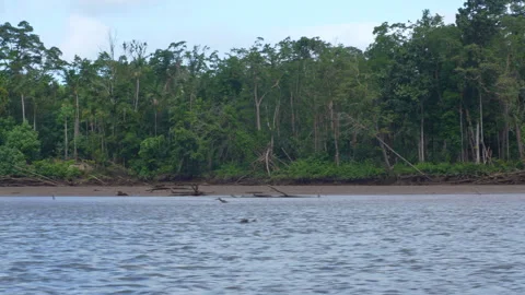 Loopable Side View of Tropical North Queensland Jungle River Stock Footage 314929696