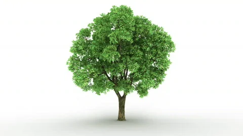 Loopable spinning elm tree Vidéo 363115