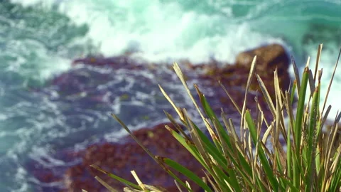 Loopable  tripod shot of native grass in breeze, waves crashing below Stock Footage 322051070