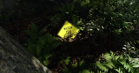 (Loopable) ‘Watch for Wildlife’ Sign Left on the Forest Floor Stock Footage