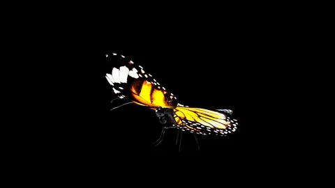 A looped animation of fluttering Stock Footage 125132782