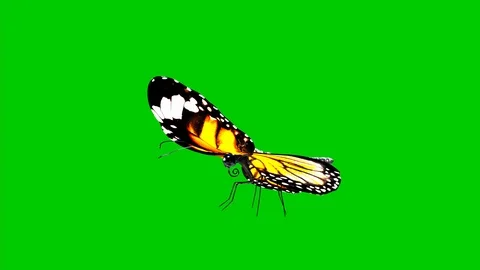 A looped animation of fluttering Stock Footage 125134066