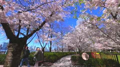 Looped Cherry blossoms are in full bloomed at Brookfield Place in New York City. Video stock 241286686