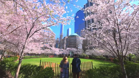 Looped Cherry blossoms are in full bloomed at Brookfield Place in New York City. Vídeo Stock 241292247