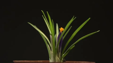 Looped circular rotation of a spring crocus in a pot on black background. 스톡 동영상 330295156