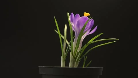 Looped circular rotation of spring crocuses on dark background. Stock Footage 330295333