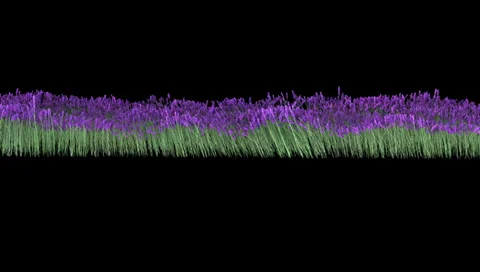 Looped line of lavander flowers on the wind, isolated on black background Stock Footage 33531089
