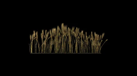 Looped line of wheat on the wind, isolated on black background with alpha Stock Footage 32867470